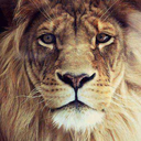 in-fi-ni-to-amor avatar