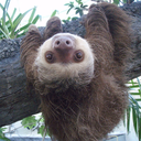 in-reality-im-a-sloth avatar