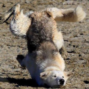 in-sheeps-clothing avatar