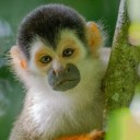 in-the-canopy avatar