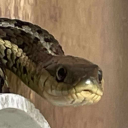 in-the-void-and-somthings-here avatar