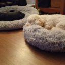 ina-constantstate-ofpanic avatar