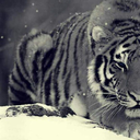 inadequate-civillixn avatar