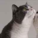 inadequatefork avatar