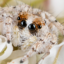 inatarachnids avatar