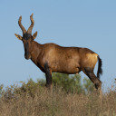 inatungulates avatar