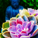 inbodhisattva avatar