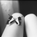 incandescencias avatar