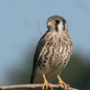 incarnate-of-platonic-affection avatar