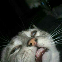 incipopoludomates avatar