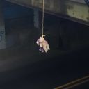 incirrecelikavanozundakisinek avatar