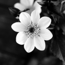 inclinedtoleave avatar