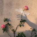 incoherente-de-profesion avatar