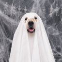 incomingcallscamlikely avatar