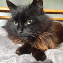 incompetentqueen avatar