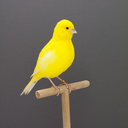 incompletedictionary avatar