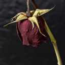 inconspicuous-adventurer avatar