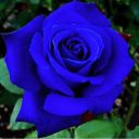 incorrect-order-of-the-blue-rose avatar