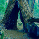 incorrect-ravencycle-quotes avatar