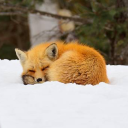 incorrectaftgquotes avatar