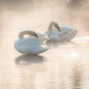 incrediblysoft avatar