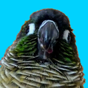 incrediblyvalidbirds avatar