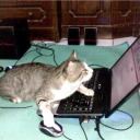 incurablelovejpeg avatar