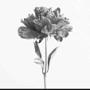 indahfitriarahami avatar