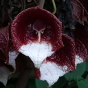 indecisive-rock avatar