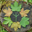 indecisiveheathen avatar