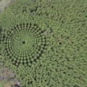 indefiniteexpansion avatar