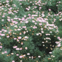 indefinitelydreaming avatar