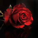 independentlyinsane avatar