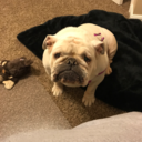 indianabulldogrescue avatar