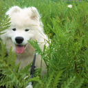 indianathesamoyed avatar