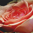 indie--dreamer--xo avatar