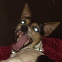 indiepig avatar