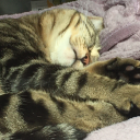 indierokkerss avatar