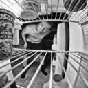 indifferentdrumpdx avatar