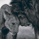 indignantmushroom avatar