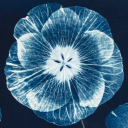 indigo-still-life avatar