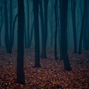 indigosvisions avatar