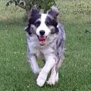 indigothebordercollie-blog avatar