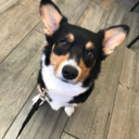 indigothecorgi avatar