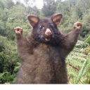 indonesian-struggling-artist avatar