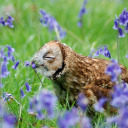 indubitablylazy avatar