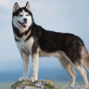 indulgentprompts avatar