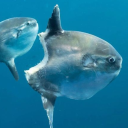 ineffable-gayass avatar