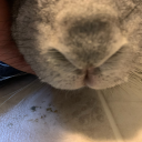 ineffablehouseplant avatar