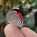 ineludible-butterfly avatar